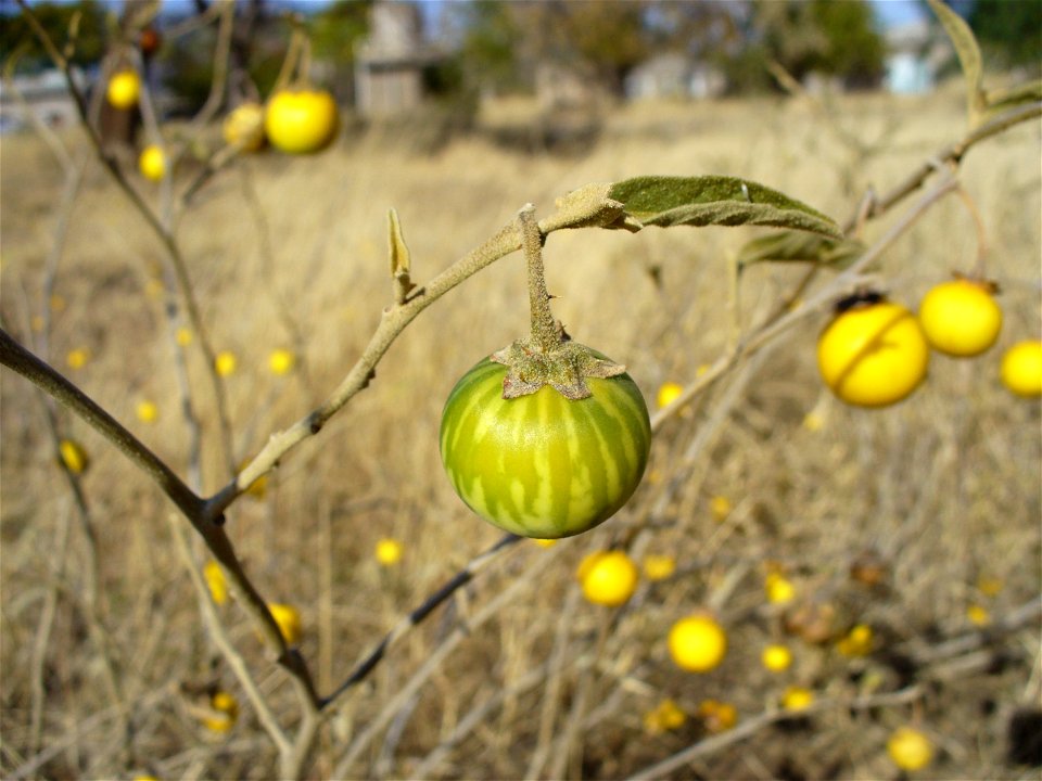 I am the originator of this photo. I hold the copyright. I release it to the public domain. This photo depicts fruit.