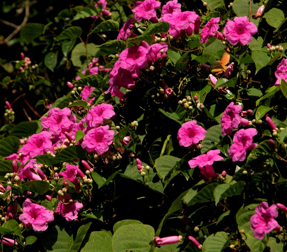 Ipomoea batatoides Choisy  (Convolvulaceae) - Locality : Panama, Carretera El Llano-Cart., km 3