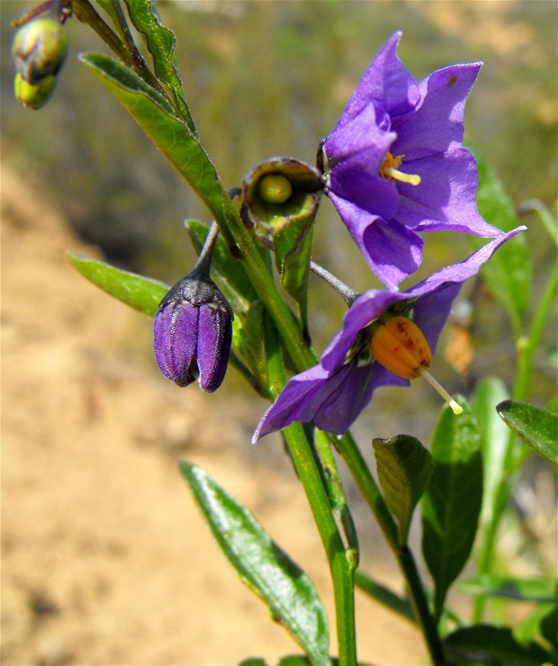 Solanum parishii on Cowles Mountain, Mission Trails Regional Park, San Diego, California, USA. photo