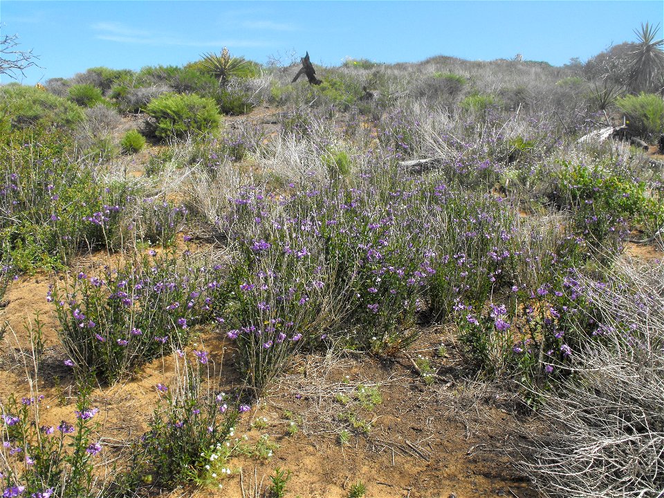 The Parry Trail at Torrey Pines State Reserve, San Diego, California, USA. All the little purple flowers are Solanum parishii.
