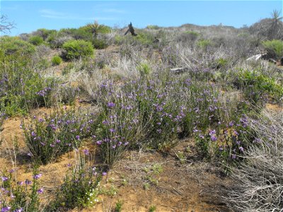 The Parry Trail at Torrey Pines State Reserve, San Diego, California, USA. All the little purple flowers are Solanum parishii. photo