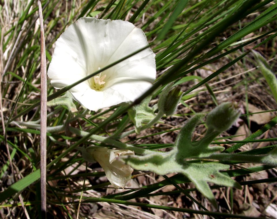 Calystegia stebbinsii in the UC Botanical Garden, Berkeley, California, USA. Identified by sign.