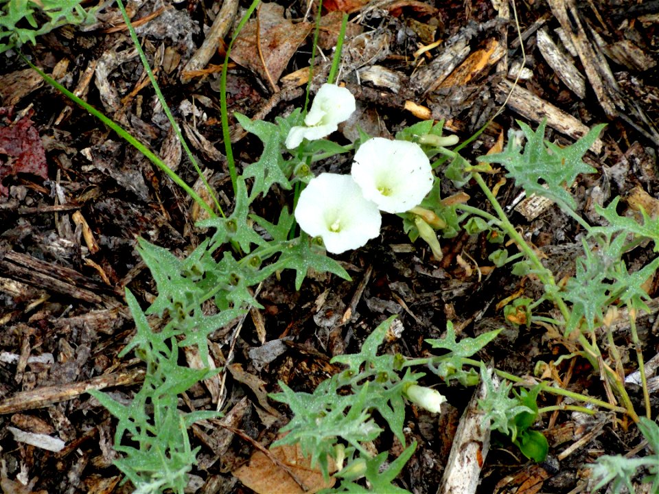 Calystegia stebbinsii specimen in the University of California Botanical Garden, Berkeley, California, USA.