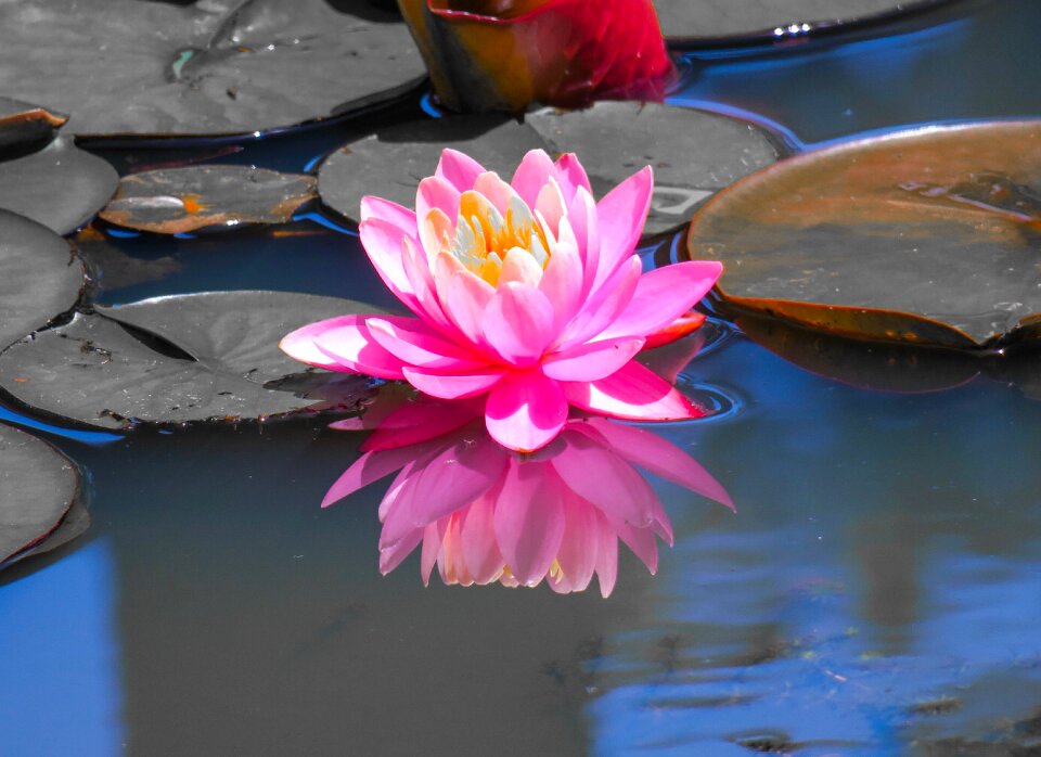 Flower pond flowers