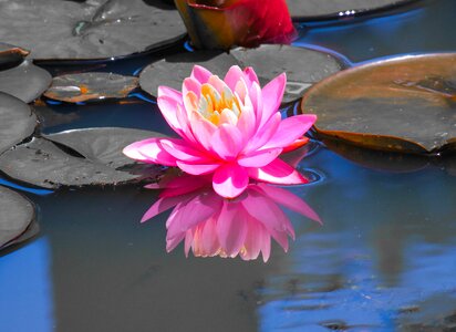 Flower pond flowers