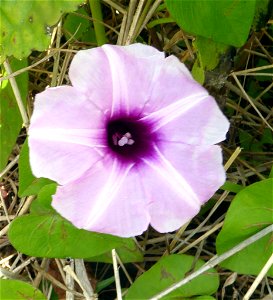 whiteflower beach morning-glory (Ipomoea littoralis)