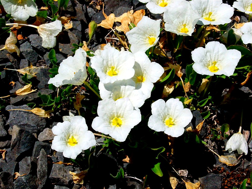 Nierembergia repens (Whitecup) in the botanic garden in Christchurch, New Zealand. Cropped version without sign.


Camera location43° 31′ 49.54″ S, 172° 37′ 15.6″ E 