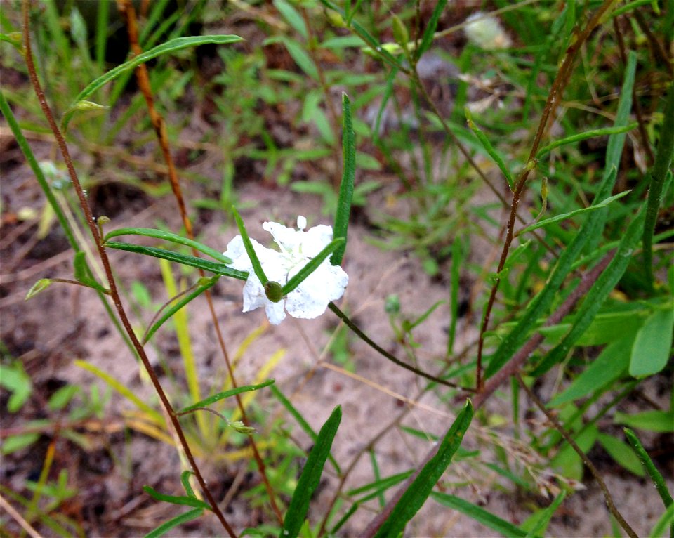 Stylisma pickeringii, sandhill prairie remnant within the city of Tyler, Smith County, Texas.