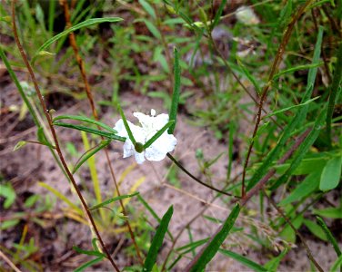 Stylisma pickeringii, sandhill prairie remnant within the city of Tyler, Smith County, Texas.