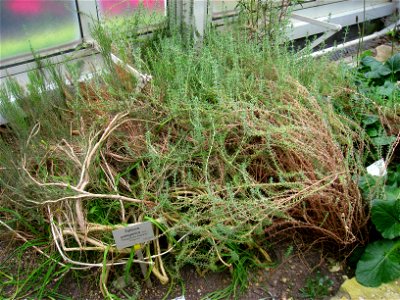 Fabiana patagonica specimen in the Botanischer Garten, Berlin-Dahlem (Berlin Botanical Garden), Berlin, Germany.