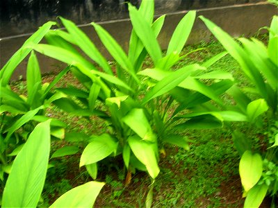 Turmeric plant found in Dakshina Kannada district of India. photo