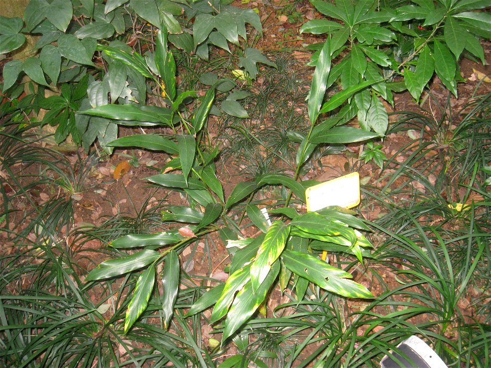 Curcuma longa. Plant specimen in the Hong Kong Zoological and Botanical Gardens, Hong Kong.
