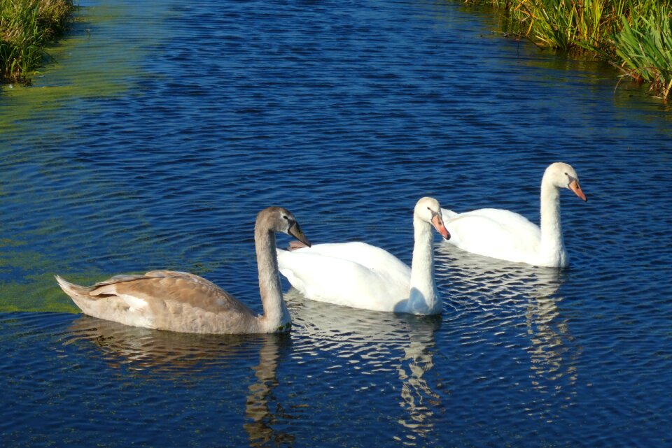 Plumage swimming water