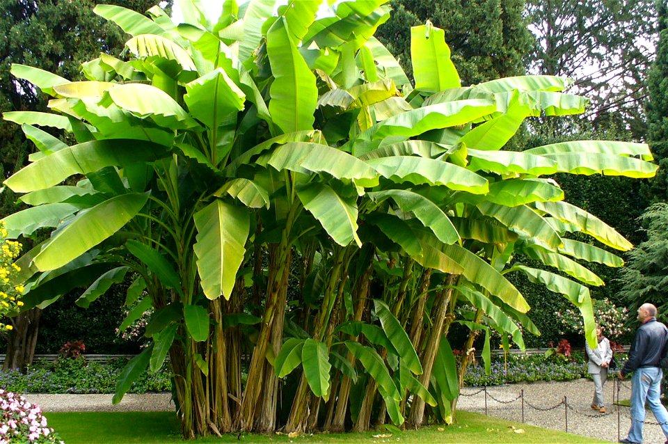 Banana tree in the garden of Isola Bella, Lago Maggiore