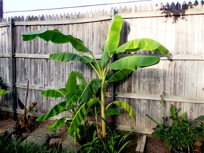 A adult banana tree in a flower bed.