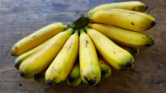 Lakatan bananas (Philippines)
