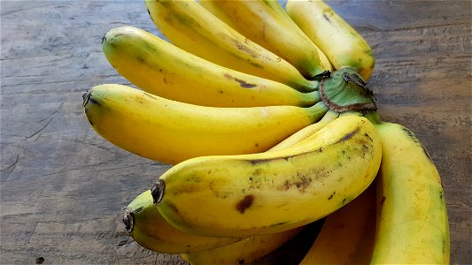 Lakatan bananas (Philippines)