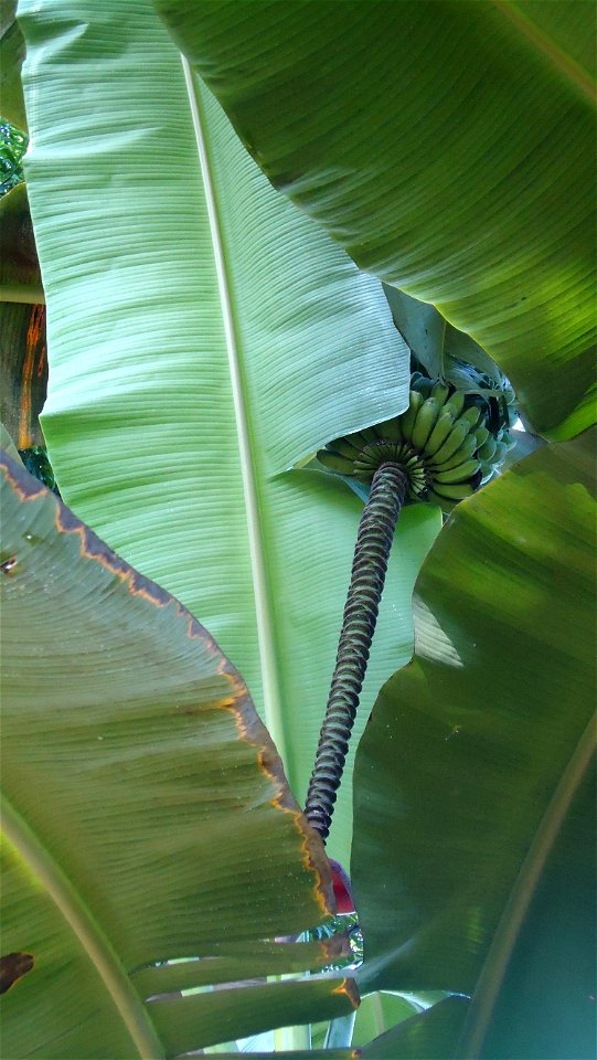 Saba banana still attached.