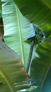 Saba banana still attached.
