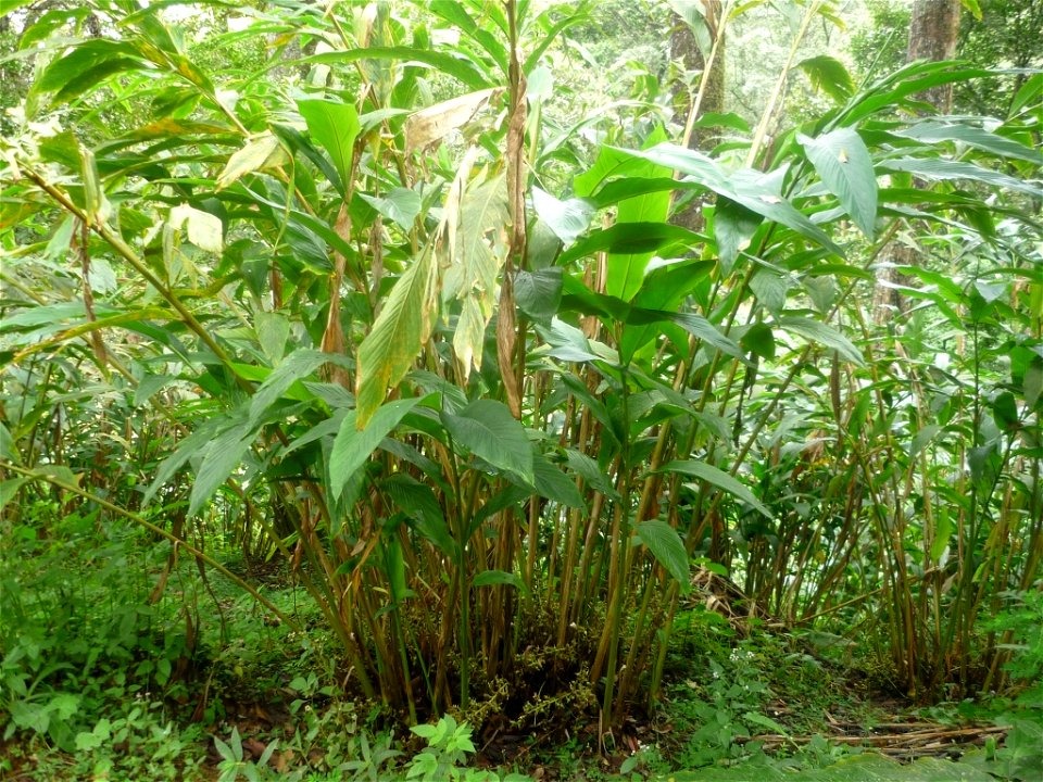 Fully-grown cardamom plant near Munnar, Kerala, India.