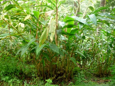 Fully-grown cardamom plant near Munnar, Kerala, India.