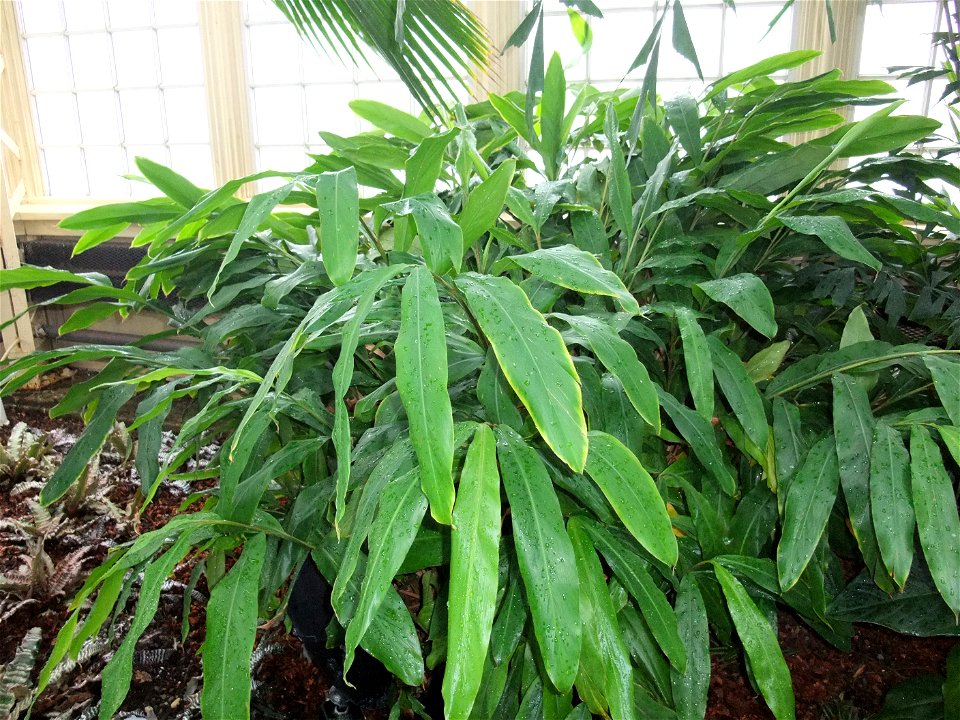 A photograph of Elettaria cardamomum.