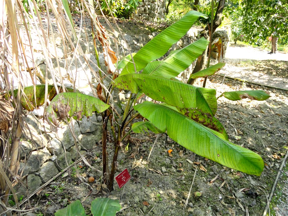 Musa textilis specimen in the Jardin botanique du Val Rahmeh, Menton, Alpes-Maritimes, France.