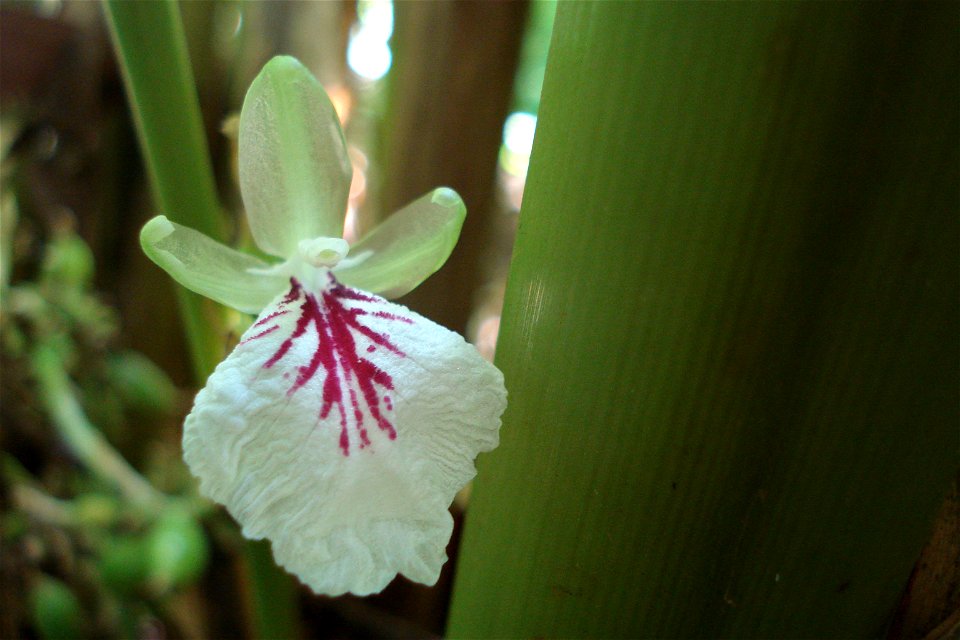 Flower of Cardamom plant