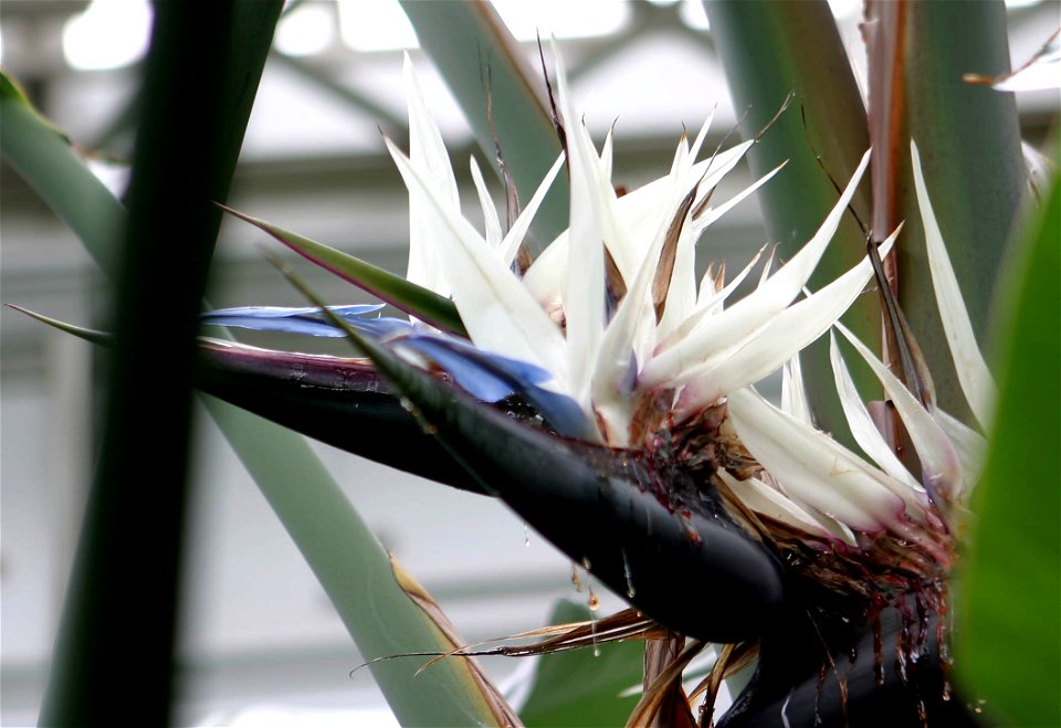 White bird of paradise, taken at the Como Zoo, Self made April 2008.