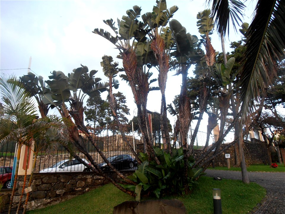 Giant Strelitzia in Santa Cruz, Madeira)