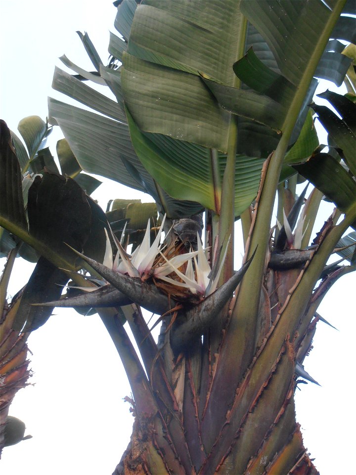 Giant Strelitzia in Santa Cruz, Madeira)