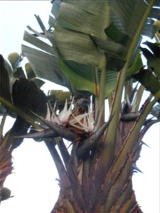 Giant Strelitzia in Santa Cruz, Madeira)