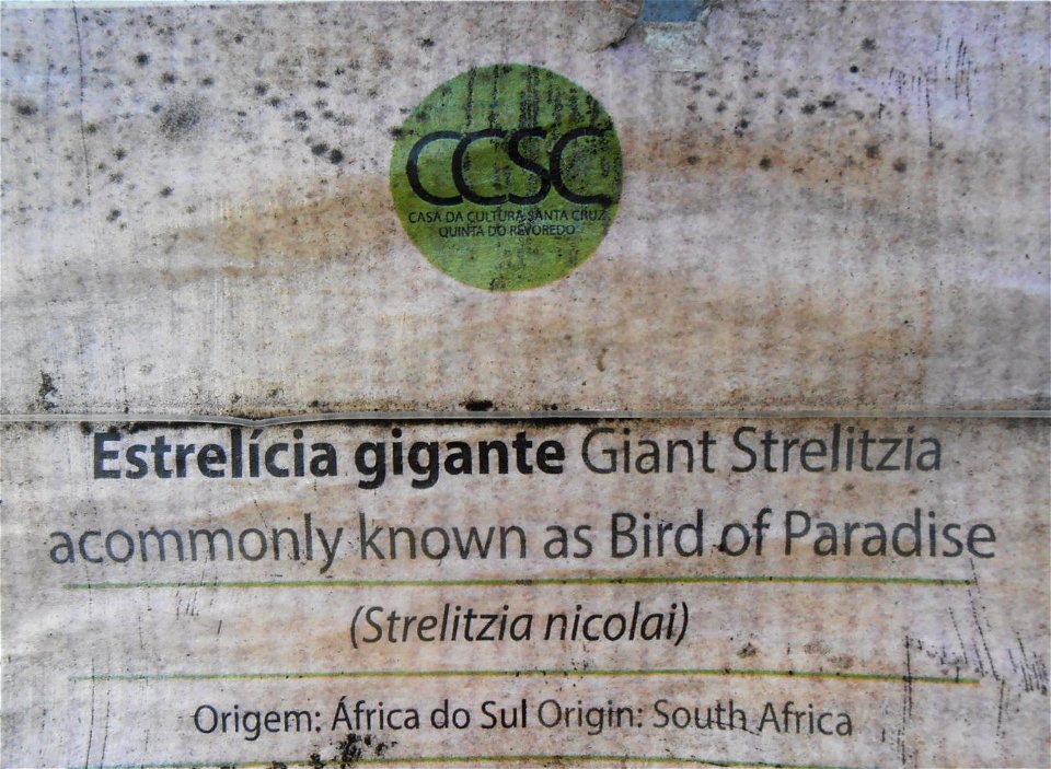 Label for Giant Strelitzia in Santa Cruz, Madeira