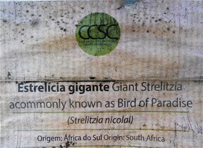 Label for Giant Strelitzia in Santa Cruz, Madeira