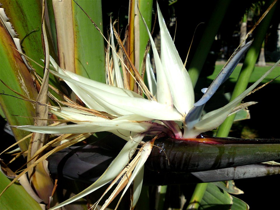 Strelitzia nicolai flower, photographed in Gran Canaria, Spain