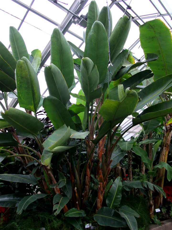 A photograph of Strelitzia nicolai.