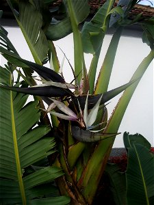 Giant Strelitzia in Santa Cruz, Madeira)