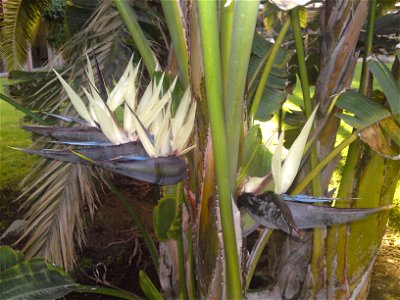 Strelitzia nicolai, flower