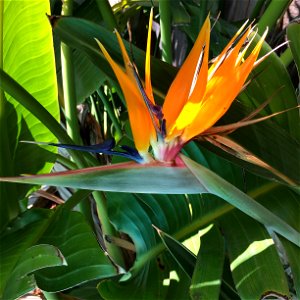A bird of paradise flower viewed in front of the leaves of the same plant. photo