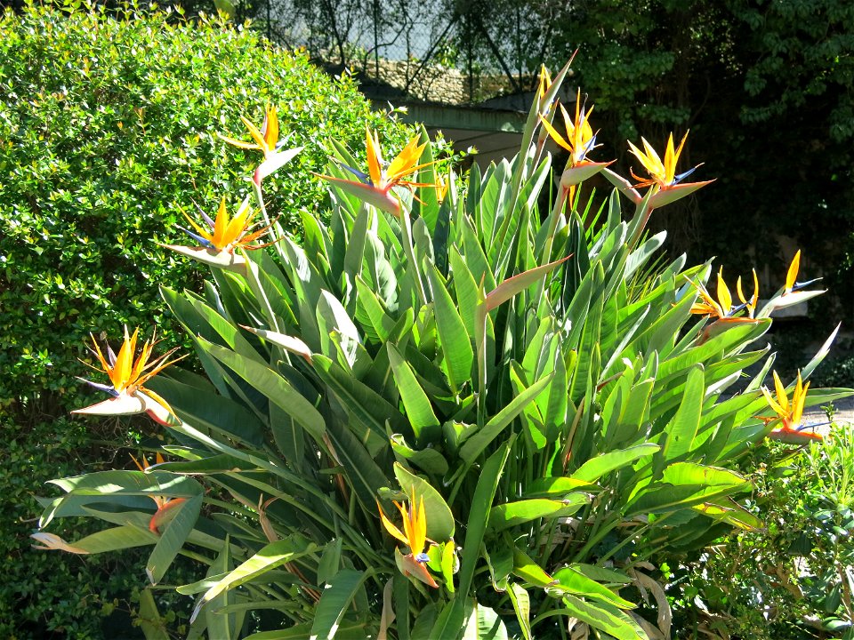 Strelitzia in the park Norbert Segard in Bormes-les-Mimosas (Var, France).