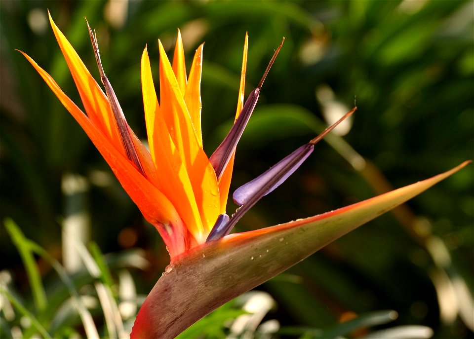Strelitzia reginae