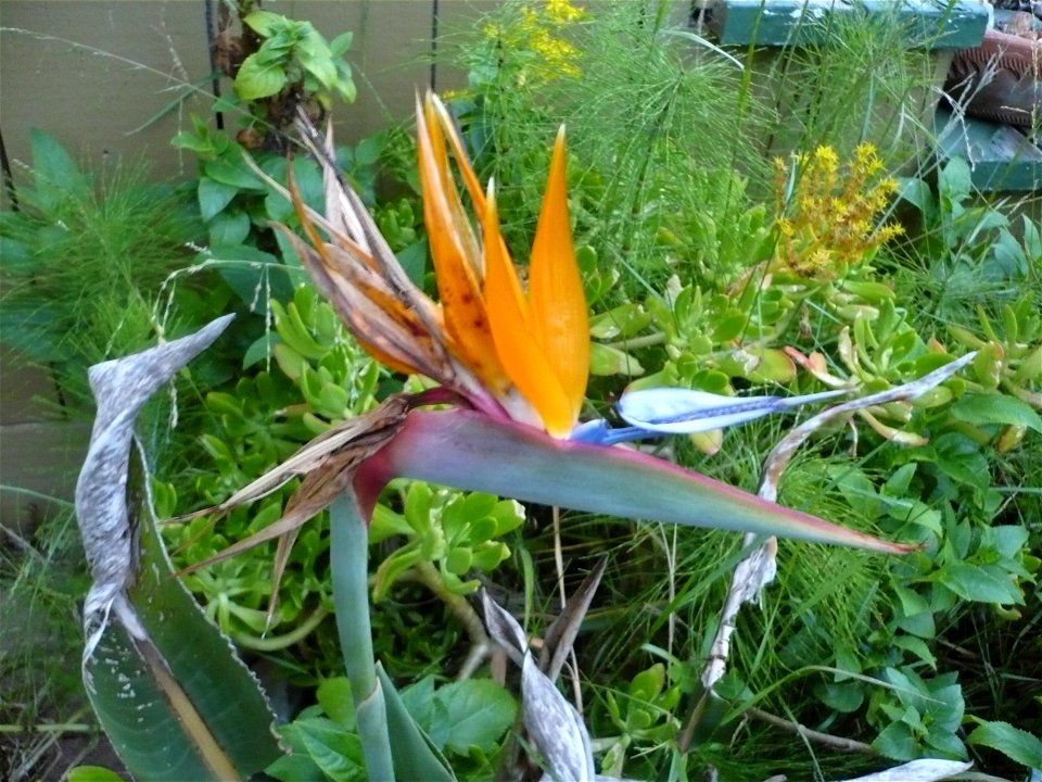 A Bird of Paradise Flower (Stelitzia) in a yard in Ferndale, California.  Location is to nearest intersection.  This flower is native to South Africa and can be cultivated outdoors in Ferndale with no