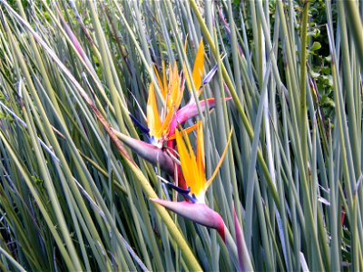 Flowers of the Rush-leaved Strelitzia in the Kirstenbosch Botanical Gardens, Cape Town. This drought resistant Strelitzia occurs sparsely near Uitenhage, Patensie and just north of Port Elizabeth. photo