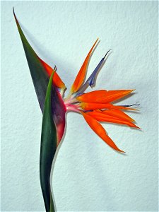 Flower - Strelitzia reginae photo