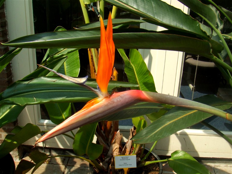 Strelitzia reginae, picture taken at the Botanische Tuin TU Delft in Delft, The Netherlands