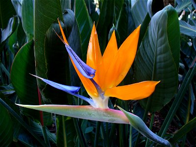 I am the originator of this photo. I hold the copyright. I release it to the public domain. This photo depicts a bird of paradise. photo