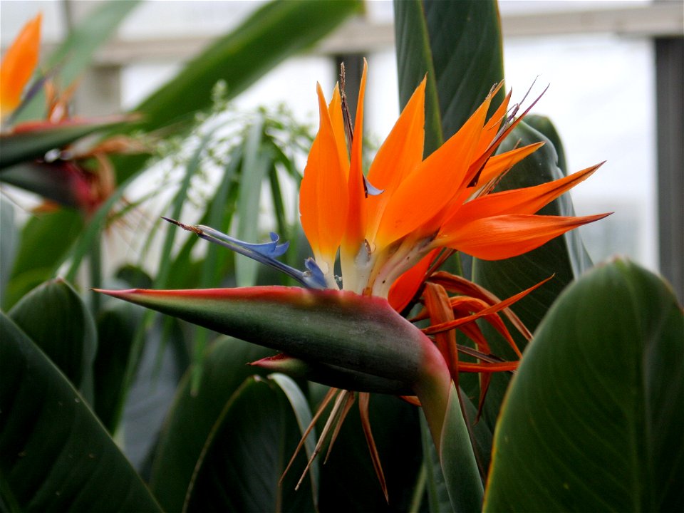 Bird of Paradise (Strelitzia reginae) at the Buffalo and Erie County Botanical Gardens.