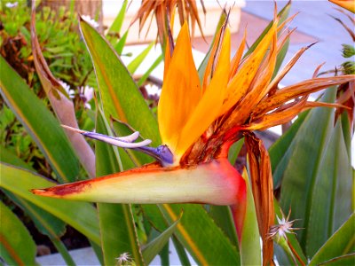 Strelitzia reginae close up, TorrelaMata, Torrevieja, Alicante, Spain photo