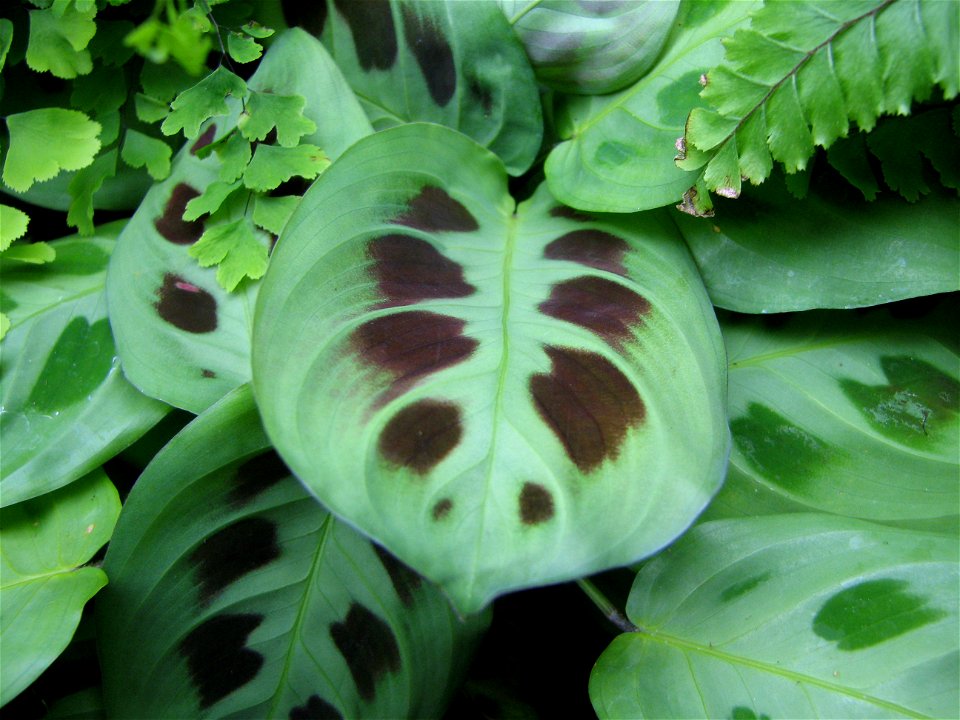 Maranta grown under flourescents, you can also see Adiantum pedatum (right) and Adiantum capillus-veneris (left). Own work.