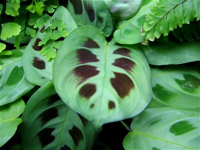 Maranta grown under flourescents, you can also see Adiantum pedatum (right) and Adiantum capillus-veneris (left). Own work.